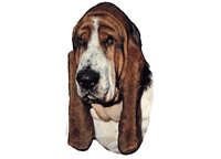 Basset Hound - klistremerker