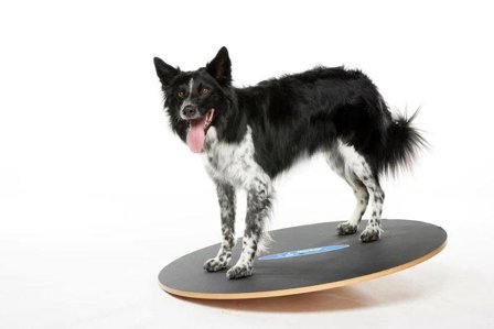 FitPAWS Wobble Board - 90cm