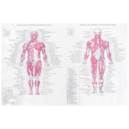 Menneskelig anatomi-plakat, festdekorasjon, anatomi-plakat, undervisningsplakat for anatomi