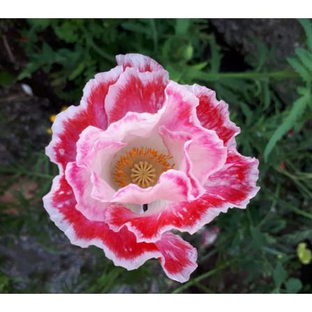 Vallmo (kornvallmo) Shirley Poppy Double 1000 Frö