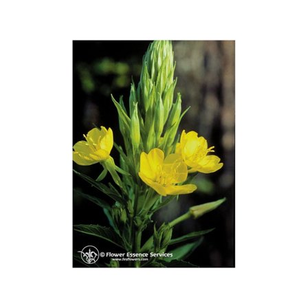 Evening Primrose 7.4ml