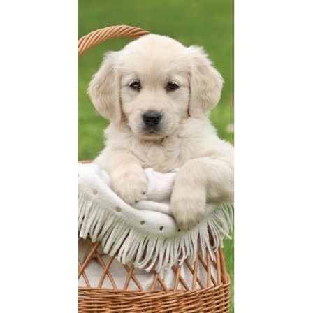 Hund Badhandduk 70x140 cm 100%Bomull