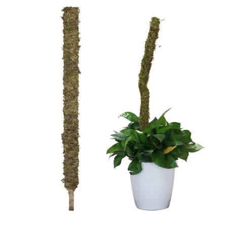 (1 pakke) (Mos 60 cm bøjelig) Mosstang DIY formet planteklatrestang klatrestokke bøjelig formet pothos havearbejdesøjle, mos