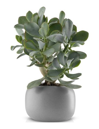 Eva Solo Stone Urtepotte Ø 16 Cm - Grey - 31X13X13CM