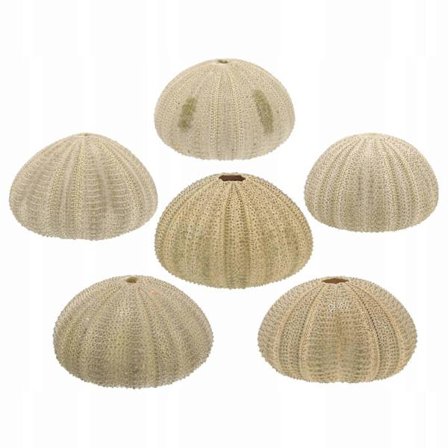 Naturlige Søpindsvins Skaller Indretning 6 Stykker