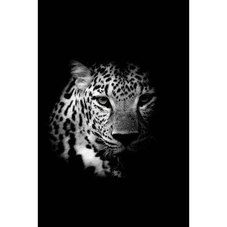 Jaguar Tavla 30×40 CM