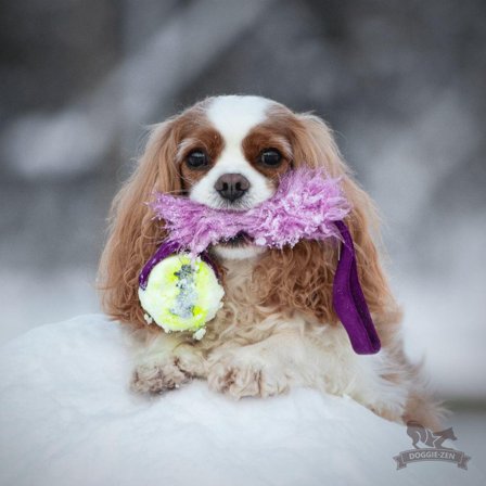 Doggie-Zen Hundeleke med Fuskepels og KONG Air Ball - 35cm