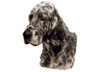 Engelsk setter sort og hvit - klistremerker