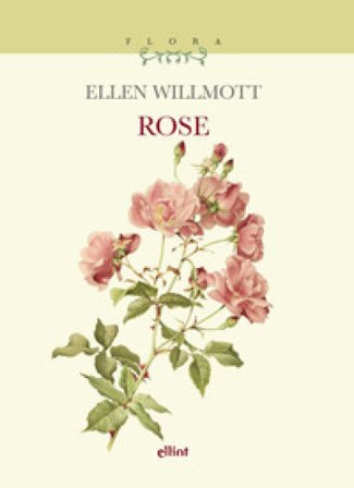 Rose WILLMOTT ELLEN