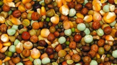 Bello - Frøblanding Grønn 5 kg - Fuglemat & fuglefôr - Frøblanding - ZOO.no