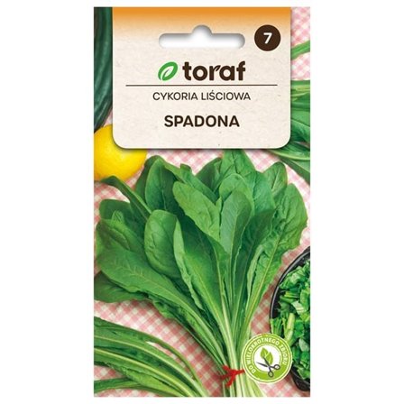 Cikoriefrø Spadona - middelalderlig og meget frugtbar sort