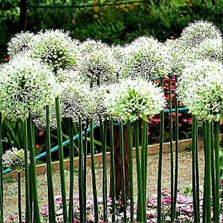 2025 100 stk. Giant On S Allium Gieum Blomsterplante Hjem En R-