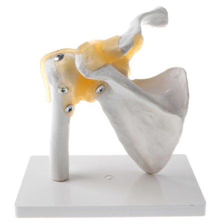 Ihmisen olkanivelen malli, joustava, anatominen olkapää