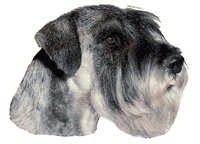 Schnauzer stor - klistremerker