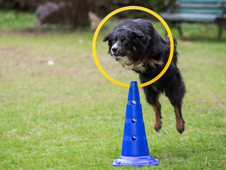 Ring Agility Modul - 40cm