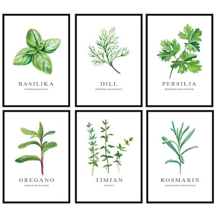 Poster Samling - 6 stycken Örter A4