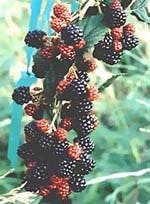 MSA RUBUS FRUCTICOSU 50ML