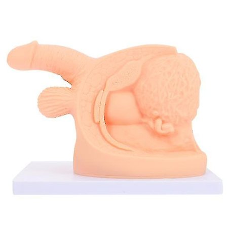 Kateteriseringsmodell for menn - Modell for trening på kateterisering av menneskekroppen