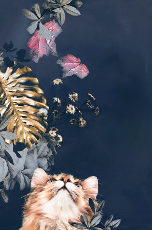 Malerifabrikken - Poster Pet Couture 3 - Flerfarget - Postere - Fra Homeroom