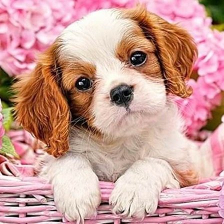 Diamond Painting / Diamantmålning - 30x40cm - Valp