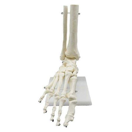 1:1 Menneskeskelet Fod Anatomimodel Fod og Ankel med Skinneben Anatomisk Model Anatomiundervisning R