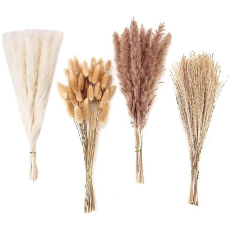 100 st Torkad Pampas Gräs Dekor Pampas Gräs Kaninsvansar Torkade Blommor Vass Gräs Bukett för Bröllop