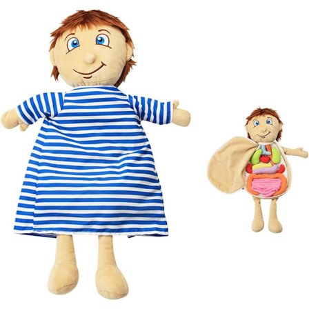 Anatomiske legetøj, tidlig læring organer plys legetøj, studerende Scie