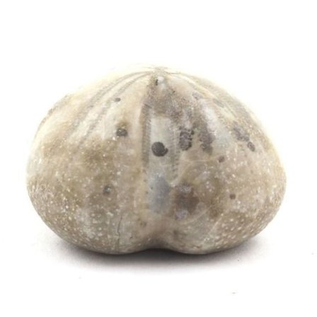 Sten og mineraler. Fossil søpindsvin, Toxaster Amplus. 128,70 øre. Claix, Isère, Frankrig.