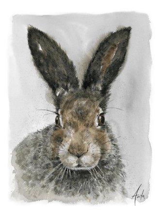 Nordic Wild Kunsttrykk Hare 30x40cm Akvarellpapir