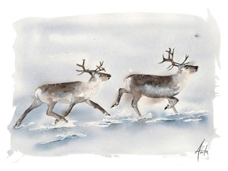 Nordic Wild Kunsttrykk Reinsdyr 30x40cm Akvarellpapir