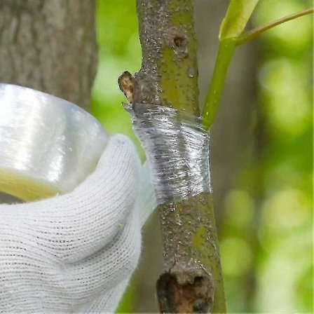 100m Itsekiinnittyvä Hedelmäpuun Vartiointiteippi Kasvityökalut Venyvä Puutarha