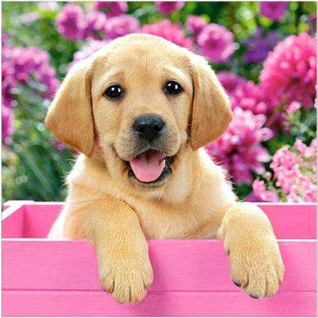 5D DIY Golden Diamond Malerisett for Voksne Dyr Hund Hjemmeveggdekor