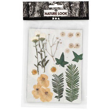 Creativ Company Getrocknete Blumen und Blätter Rohweiß