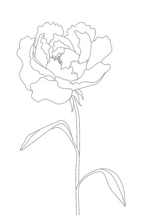 Pelcasa - Juliste Peony Lines - Valkoinen - Julisteet - - Homeroom