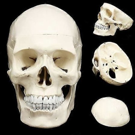 Menneske Anatomisk Anatomi Resin Hoved Skelet Kranie Undervisningsmodel i Naturlig Størrelse