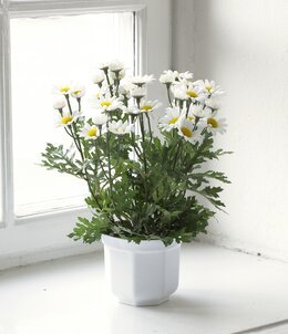 Konstväxt Marguritt Grön - Mr Plant