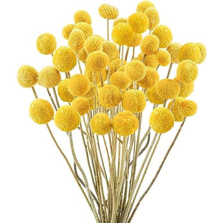30 st Naturliga Torkade Blommor Torkade Craspedia Billy Balls Blommor Billy Buttons 16’’ Gula Blomsterarrangemang Bukett för Boho Lantlig Bröllop He..