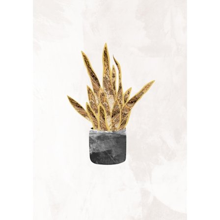 Black And Gold House Plant 1