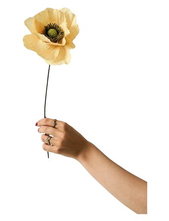 Paper Flower, Papaver, Soft Peach Beige Studio About