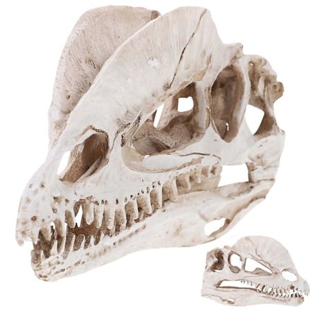 1 stk. Delikat Dilophosaurus Hodeskalle Ornament Harpiks Dinosaur Hodeskalle Modell Håndverk Dekor Levende Dinosaur Hodeskalle Pynt Kreativ Dinosaur 