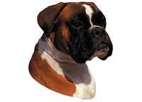 Boxer rød & hvit - klistremerker