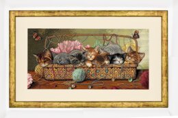 Bild Kätzchen - Dimensions