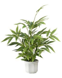 Koristekasvi Bambu