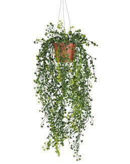 Konstväxt Cuculatta Grön - Mr Plant