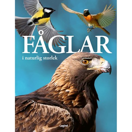 Fåglar : i naturlig storlek 9788775376407