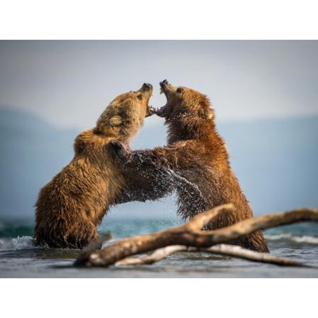 The kamchatka brown bear, Ursus Arctos Poster 50x70 Cm