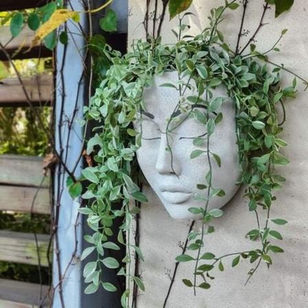 1 kpl - puutarhakoriste - B valkoinen kasvo