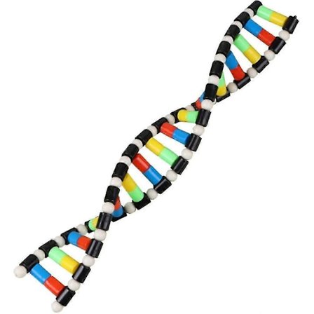 Leker for barn, DNA-modellsett for barn, dobbel helixmodell DNA-visningskomponent for vitenskapsundervisning Watson Crick-modell pedagogiske leker