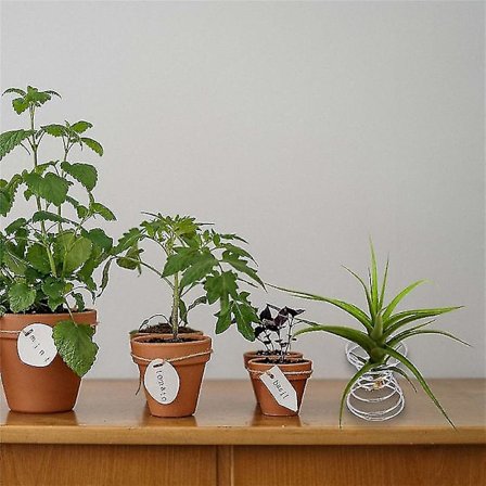 6 stycken luftställ luftväxtbehållare Tillandsia hållare rostfritt stål display luft ananas bas