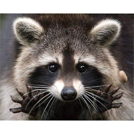 30 x 40 cm, pesukarhu Timanttimaalaus Timanttikirjonta Maalaus